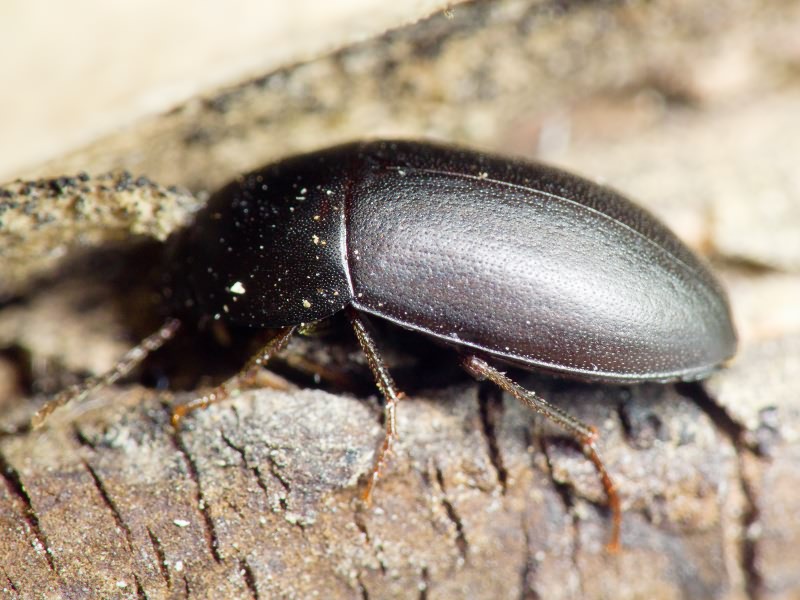 Crypticus quisquilius (Linnaeus, 1761)